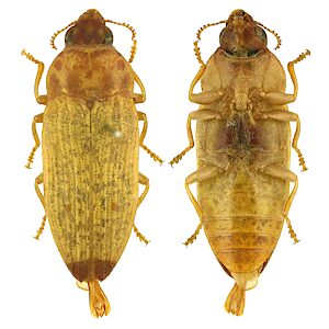 Castiarina crockerae, PL3564, male, EP